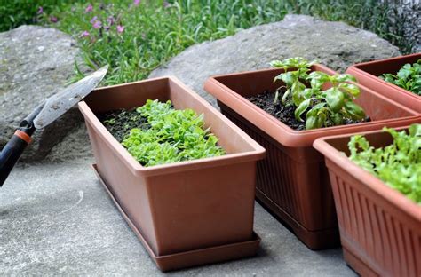 How To Start An Easy Vegetable Container Garden Gently Sustainable