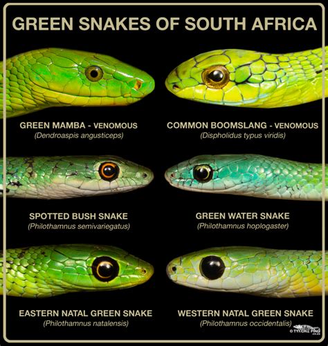 The Green Snakes Found In South Africa The Harmless And Deadly
