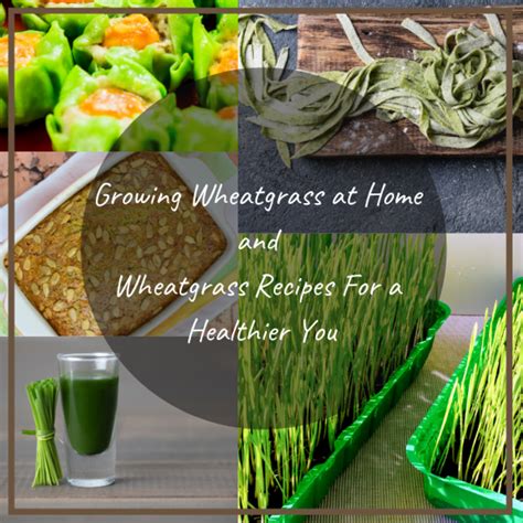 How To Grow Wheatgrass At Home With Recipes Hubpages