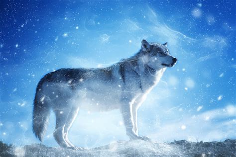 Wild Wolf In Montana Photo Manipulation Hd Wallpaper Background