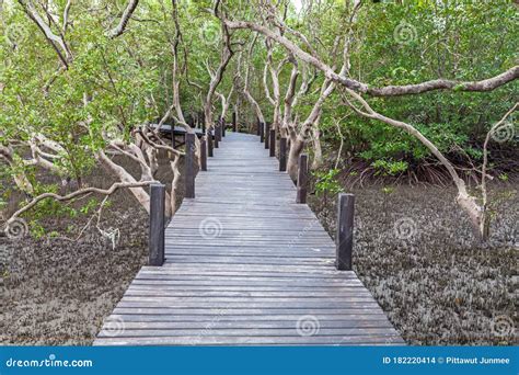 Wooden Bridge At Tung Prong Thonggolden Mangrove Fieldpra Sae Rayong
