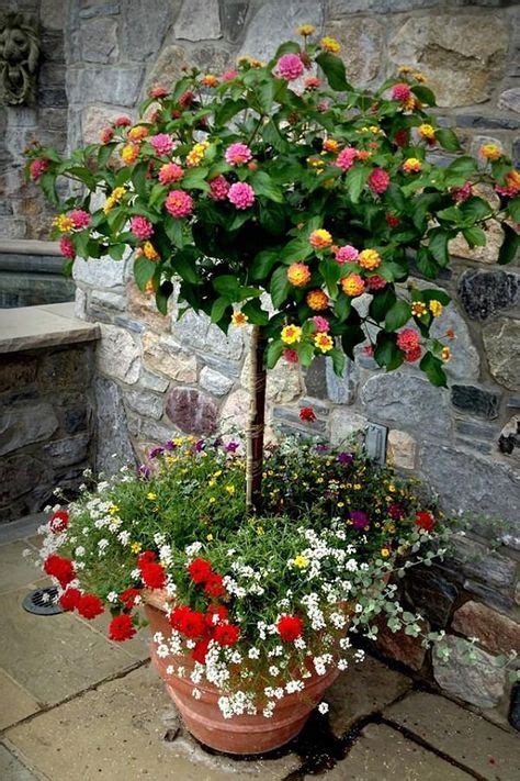 49 Best Shrubs For Containers Bushes For Pots Container Flowers