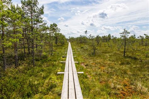 Boardwalk Trail Over A Marsh In The Great Kemeri Bog Swamp In Latvia