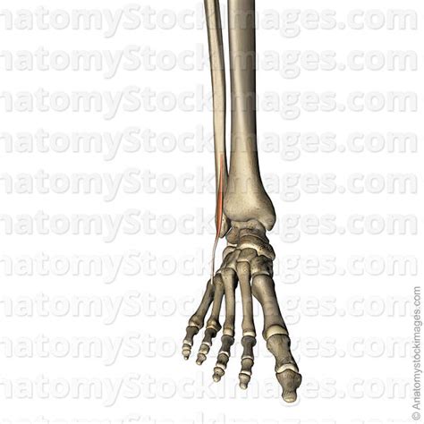 Step forward with one leg. Anatomy Stock Images | lowerleg-musculus-peroneus-tertius ...