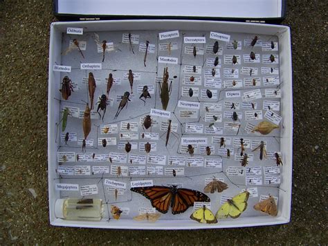 Butterflies Insect Collection Insect Collection Project Science