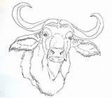 Buffalo Coloring Water Drawing Pages Ox African Kids Carabao Drawings Draw Color Musk Italian Animal Sketch Animals Tattoo Outline Printable sketch template