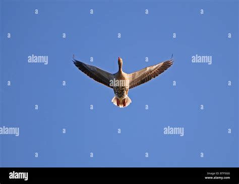 Greylag Goose In Flight Stock Photo Alamy