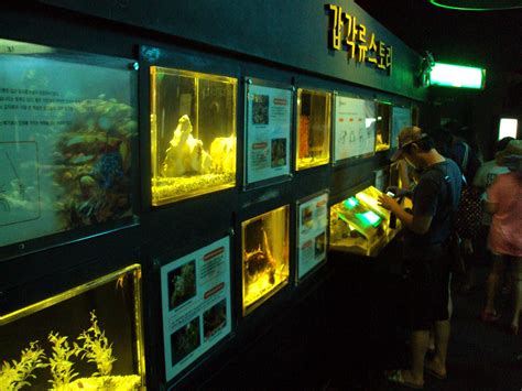 The Busan Aquarium In Haeundae Beach Koreabridge