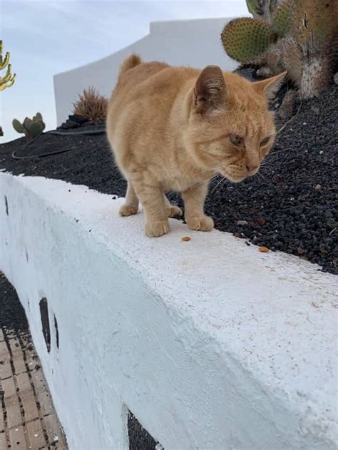 Feral Cats Of Playa Blanca Lanzarote Part Two Letterpile