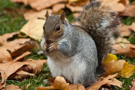 11 Bushy Tailed Facts About Eastern Gray Squirrels Mental Floss