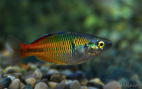 The boesemani rainbowfish is a good choice for. Boesemani Rainbow Fish | Rainbow fish, Fish, Aquarium fish