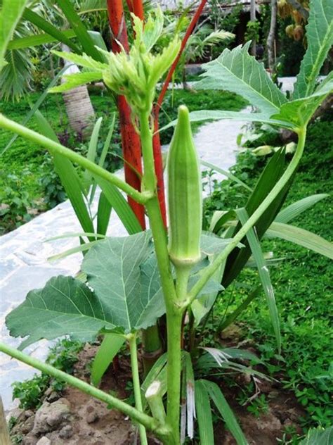 Split the lady fingers in half, and line the bottom and sides of a large glass bowl. Okra a.k.a. Lady's Finger 'Annie Oakley' | Vegetable ...