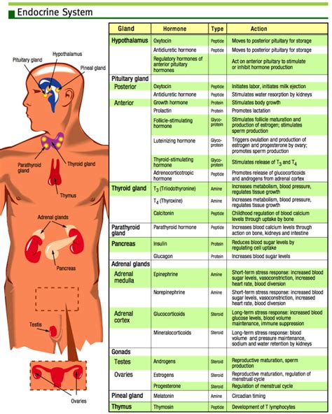 Endocrine System Chart On Meducation