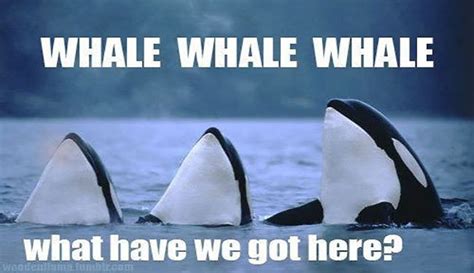 16 Whale Memes That Will Make You Laugh All Day Whale Jokes Funny