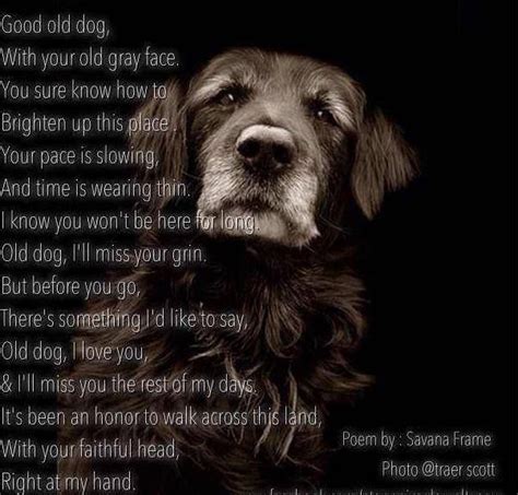 Old Dog ~ Poem Old Dogs Dog Quotes Dog Poems