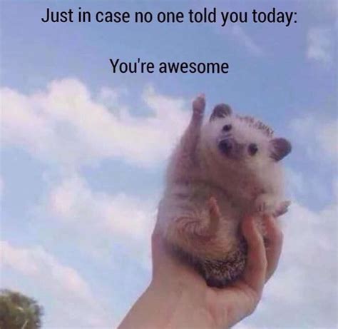You Are All Awesome Rwholesomememes Wholesome Memes Know Your Meme