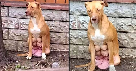 Pregnant Dog With Breasts About To Burst Found Waiting For Owner Who