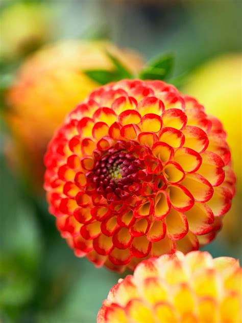 Autumn Flowering Plants: Annuals You'll Fall For - Sunset Magazine