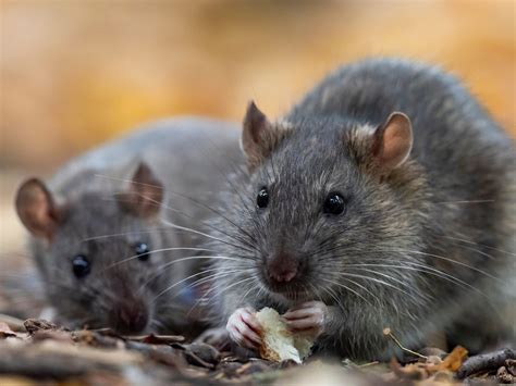 The Brown Rat Rattus Norvegicus Close Up Animalkind