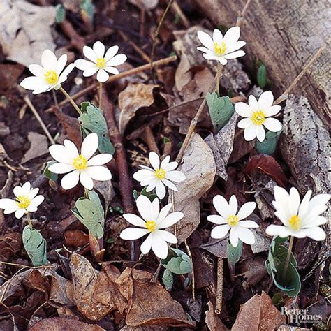 15 Native Plants For The Midwestern Garden Early Spring Flowers