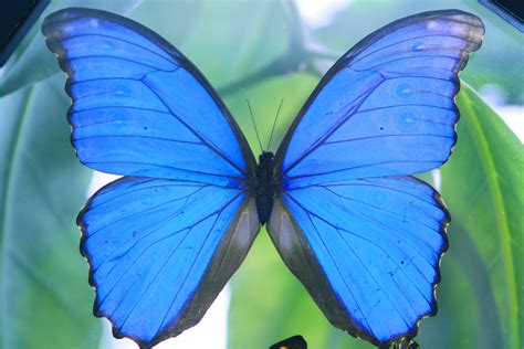 Colors Of Butterflies 9 Beautiful Butterflies Blue Butterfly