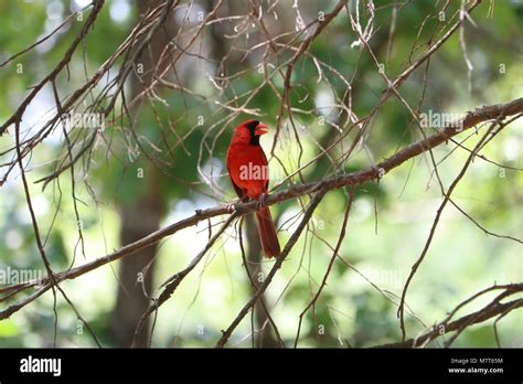 Male Cardinal Singing On A Tree Branch Stock Photo Alamy
