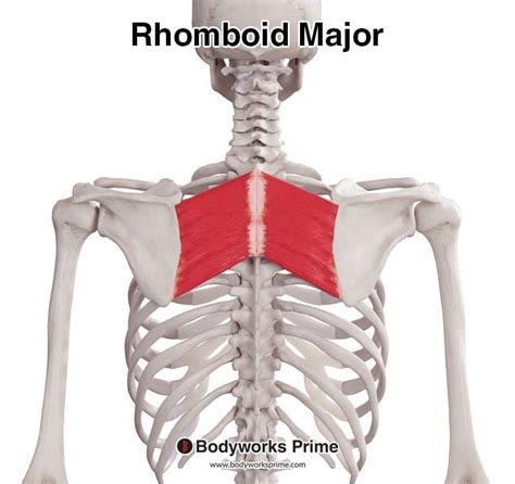 Rhomboid Major Muscle Anatomy Bodyworks Prime