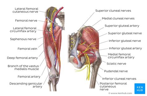 Compared to their peers, lifelong athletes have biologically younger blood vessels. Anatomy Nerves