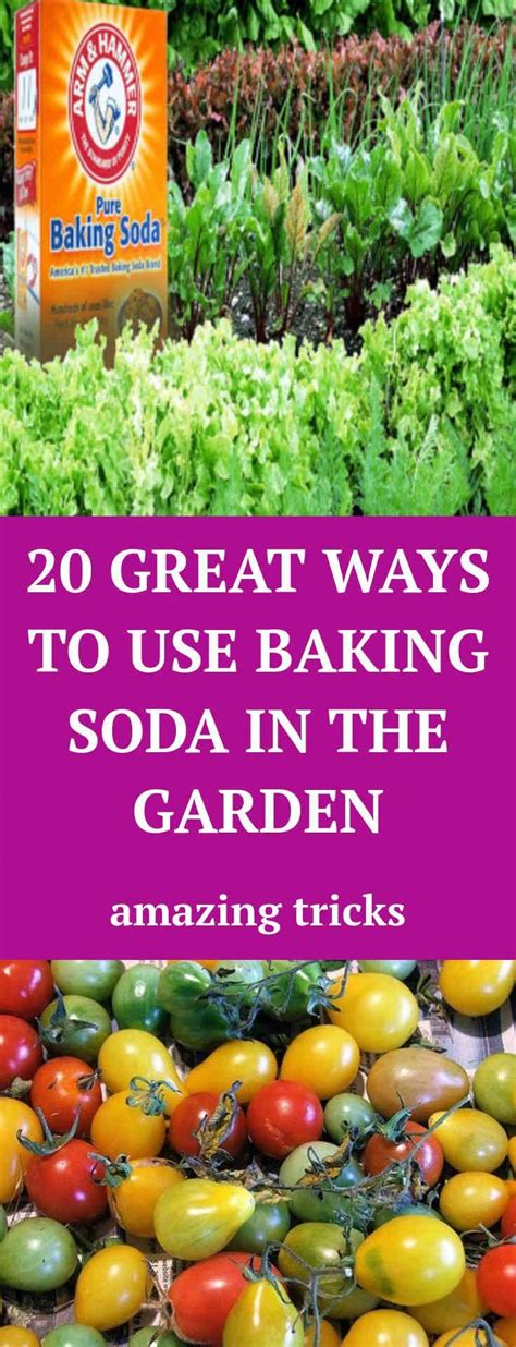20 Great Ways To Use Baking Soda In The Garden Baking Soda Baking