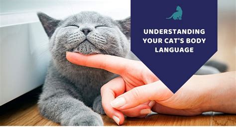 Understanding Your Cats Body Language