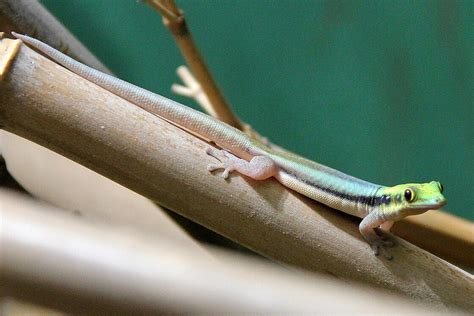 Yellow Headed Day Geckos Meet Them At Zoo Leipzig