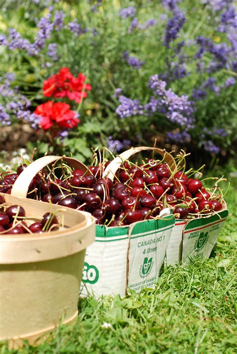 Basket Of Cherries Baskets Of Freshly Picked Cherries Sit Flickr