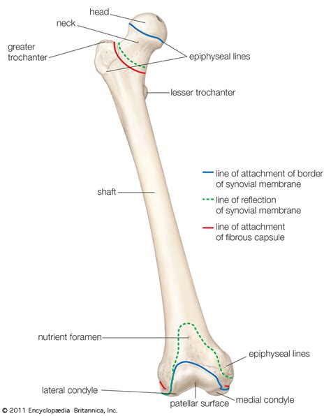 You'll learn about the muscle. Diagram Of Bones - Wiring Diagram