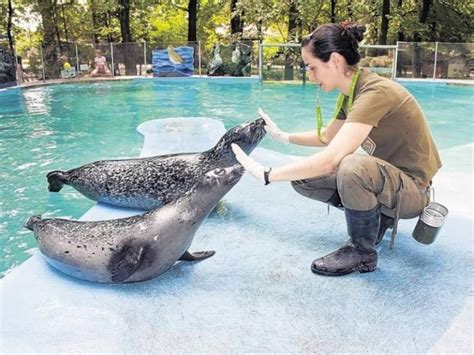 ⇒ Soigneur Animalier Dans Un Zoo Le Soigneur Animalier