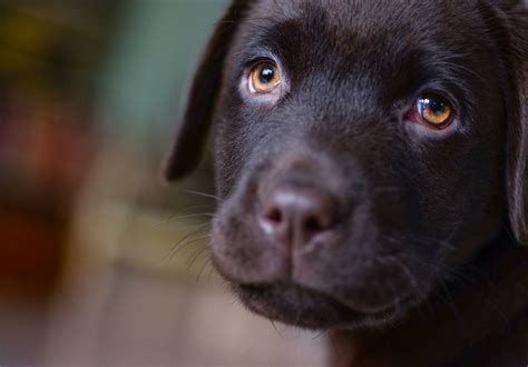 Scientists Take A Peek Behind Those Sad Puppy Dog Eyes The Iola Register