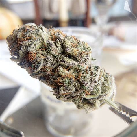 Johnny nicoloro flowers from anne for haiti benefit at dustmuffin in silver lake 64 x 44 limited edition of 10. Strain Review: Tillamook Lime by Johnny Stomper - The ...