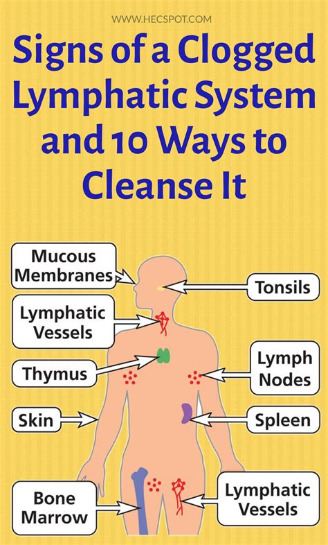Ways To Detox Lymphatic System