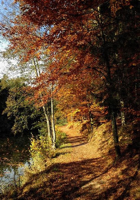 Autumn Forest Path L B Digital Art By Gert J Rheeders Pixels