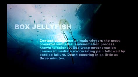 Box Jellyfish Sea Wasp Youtube