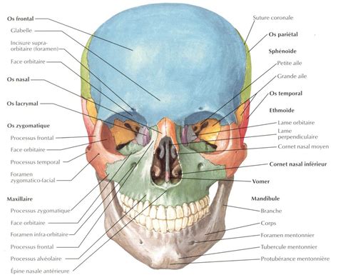 Huesos De La Cara Anatomía Del Esqueleto Huesos Anatomia