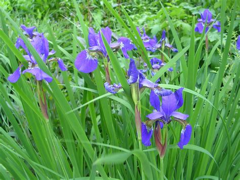 How To Grow Iris Growing And Caring For Iris Plants