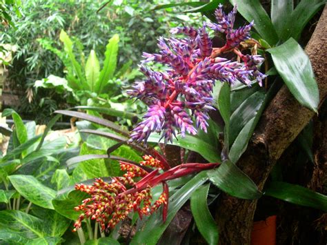 Tropical Rainforest Plant Biological Science Picture