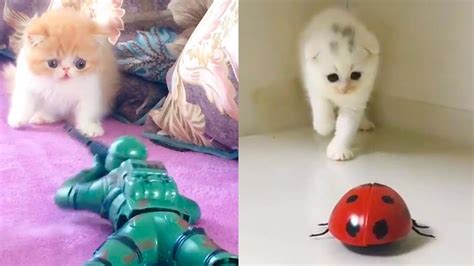 تجميعية قطط صغيرة وجميلة و مضحكة 4 Baby Cats Cute And Funny Videos