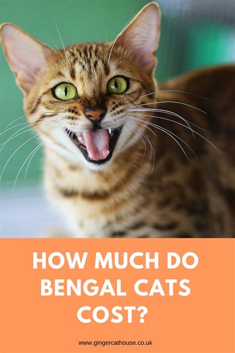 How Much Do Bengal Cats Cost Costs To Know About Bengal Cat Cats