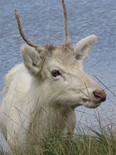 White Buck Stock Image Image Of Buck Horns Fallow 100736665