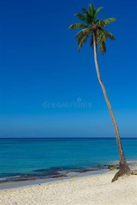 Beautiful Caribbean Landscape With Palm Tree On The Beach Stock Image Image Of Cloud Nature