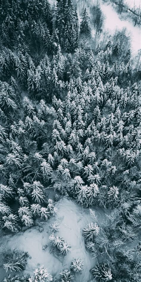 Download 1080x2160 Wallpaper Aerial View Winter Pine Trees Frost