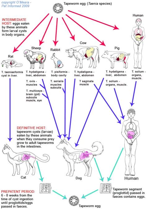 Taenia Tapeworms In Humans And Animals