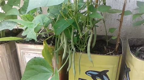 Grow Beans In Container Vegetables Freshfood Youtube