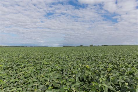 Soybeans Crop